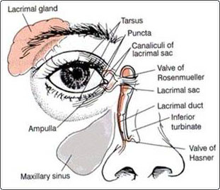 A diagram of how the nose and lacrimal system are connected.