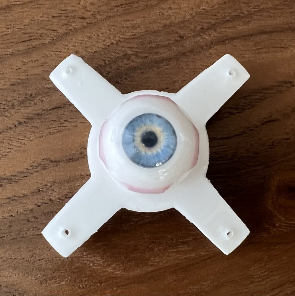 Strab Lab Surgical Model: Eyes - Wright Center